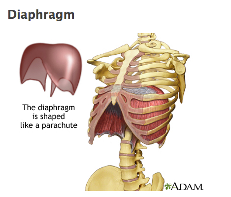 adiaphragm-copy